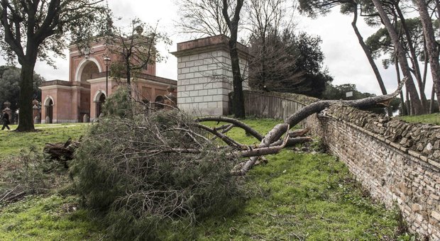 Un albero caduto a villa Pamphili (foto Toiati)