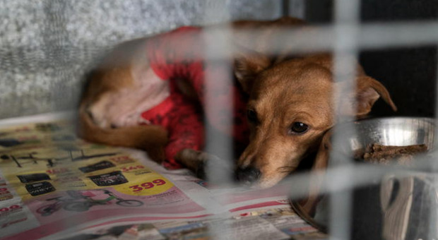 Milano, ritrovati sei cani denutriti e tra gli escrementi: denunciati i gestori dell'allevamento