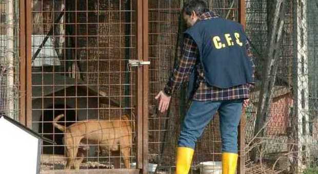 Teneva in casa 62 cani per accoppiarli e poi rivendeva i cuccioli: donna denunciata Animali tenuti in pessime condizioni