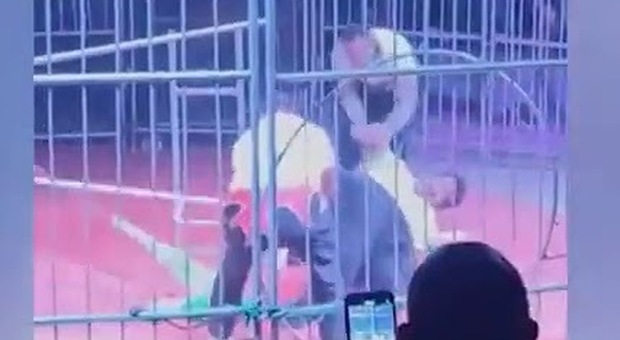 Un orso di quasi 200 chili attacca il domatore durante l'esibizione in un circo in Cina