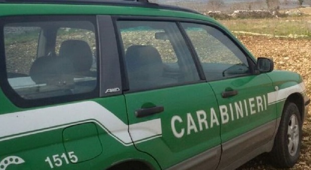 Cagna con i cuccioli abbandonati a Rieti dentro un sacco di plastica: salvati dai carabinieri-forestali