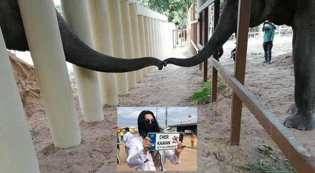 Kaavan, l'elefante più solo del mondo, dopo 8 anni ha finalmente compagnia e una madrina d'eccezione: Cher. (immag da Four Paws e Cher da Fb)