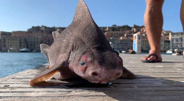 Isola d'Elba, trovato un raro esemplare di «pesce porco»: le immagini sono subito diventate virali