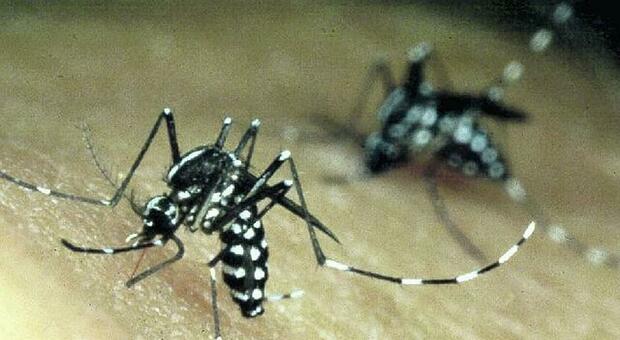 Dengue, 14 casi nel Lazio: due gravi allo Spallanzani. Un giovane di Monteverde: «Stavo malissimo»