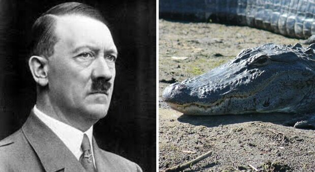 Saturn, l'alligatore di Adolf Hitler, è morto e sarà imbalsamato al Museo di Storia Naturale di Mosca