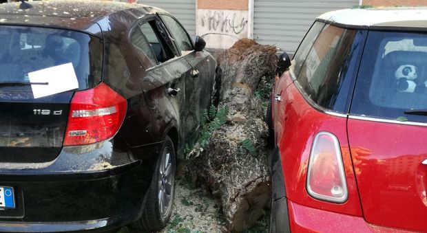 Roma, alberi sulle auto in via Taranto e via Calabria