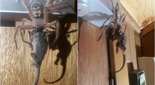 Ragno gigante uccide e mangia un opossum: le immagini sono impressionanti