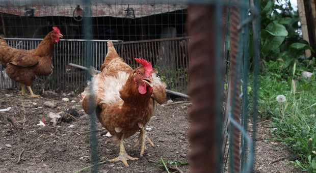 Donna uccisa dal gallo mentre raccoglie le uova nel pollaio