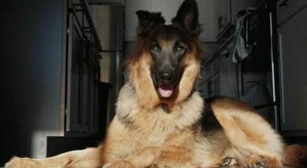 Coronavirus, morto il cane Buddy: il pastore tedesco positivo al Covid19 aveva 7 anni