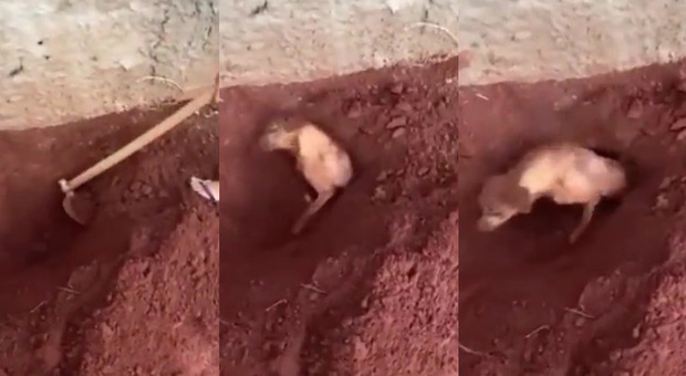Cane sepolto vivo in giardino dalla vicina di casa 82enne: «Abbaia, non mi fa dormire» VIDEO CHOC