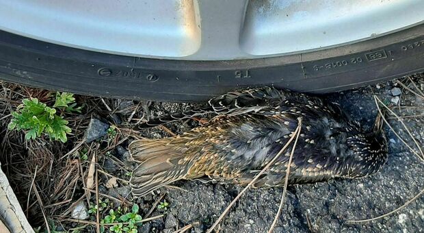 Misteriosa moria di storni al quartiere Appio: decine di uccelli sulla strada
