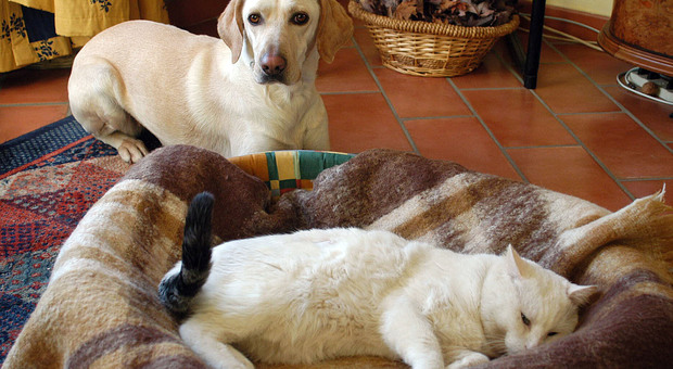 Cane e gatto in una foto d'archivio