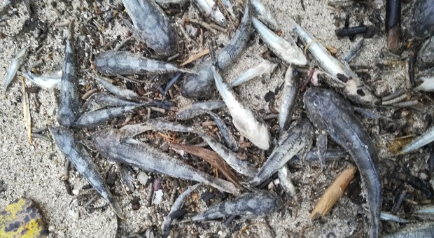 Pesci morti per i lavori sul Piave