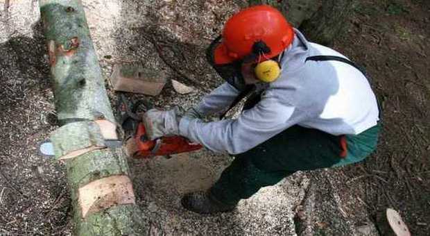 Travolto da un tronco di faggio nel bosco: 26enne rischia la vita
