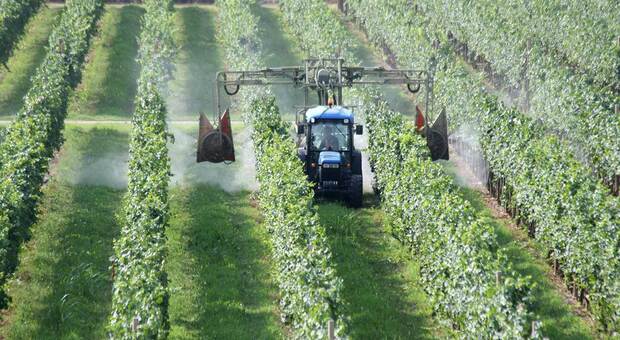 Utilizzo di pesticidi in agricoltura