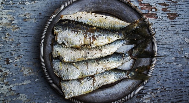 Turisti intossicati in Francia: conserve di sardine fatte in casa dal ristoratore contenevano un batterio. Morta una donna