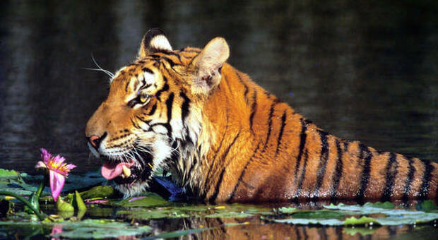 Giornata Mondiale delle Tigri, 12 mln di trappole: la specie sempre più a rischio