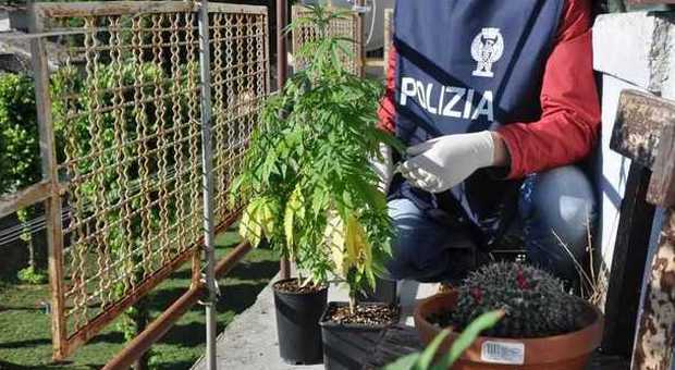 Fossombrone, serra di marijuana in casa Denunciata una coppia di italiani