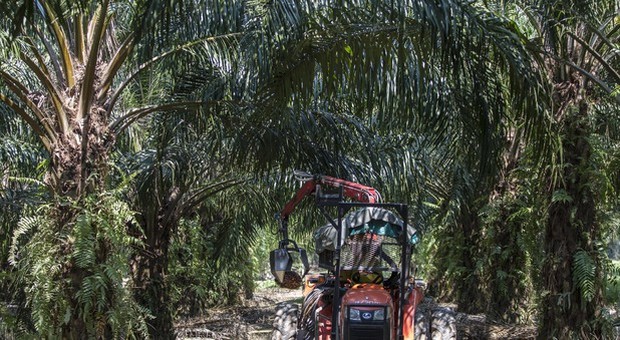 Ue impone stop olio di palma in biodiesel entro 2030