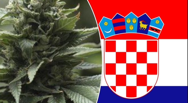 Cannabis, la Croazia discute la legalizzazione: tra i vantaggi anche l'impatto sul clima