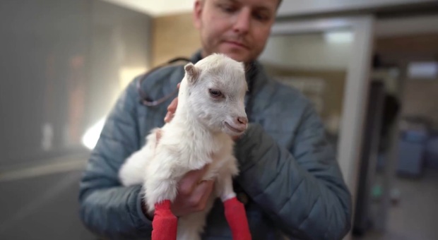 Ucraina, veterinario eroe salva gli animali dalla guerra: la commovente storia