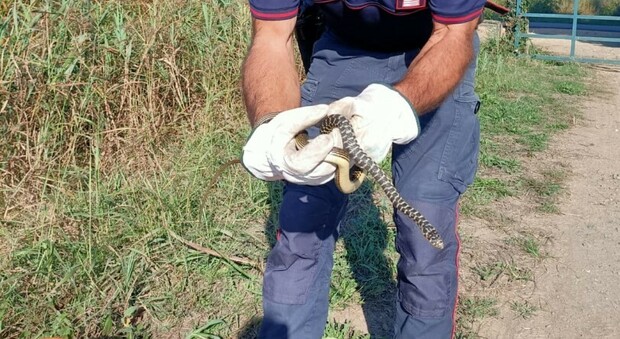 Trova un serpente nella cassetta elettrica, intervengono i carabinieri forestali