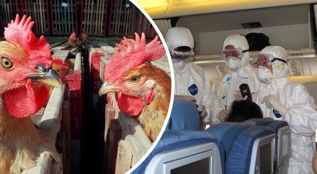 Allarme aviaria, un nuovo virus dalla Cina: «Rischio pandemia, può uccidere come la spagnola»