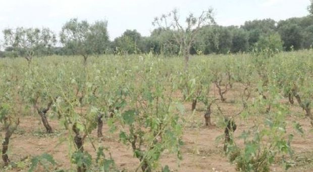 Maltempo, l'allarme di Coldiretti: «Nel Salento distrutta la produzione di uva»