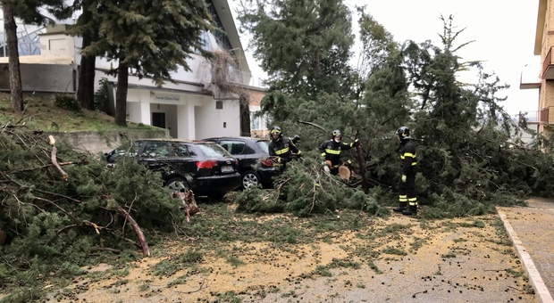 Allarme per il vento, in viale Trento sradicati anche i pini: gli alberi cadono e sfiorano le auto in sosta