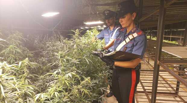 Blitz dei carabinieri nella coltivazione di funghi: trovate 200 piante di marijuana e 9 chili di droga essicata