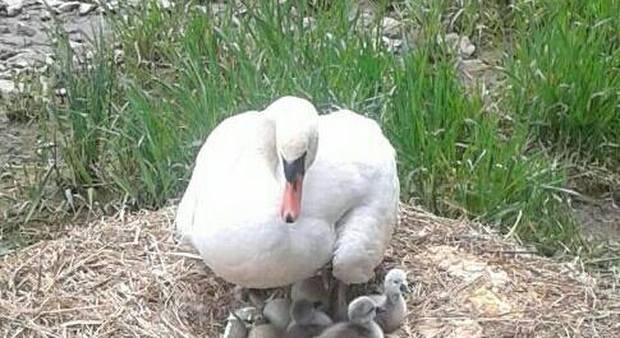 Mamma cigno con i suoi piccoli