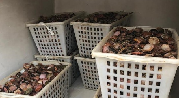 Venezia, blitz della Guardia Costiera: «Sequestrate 8,5 tonnellate di pesce scaduto o in condizioni igieniche precarie per 43mila euro»