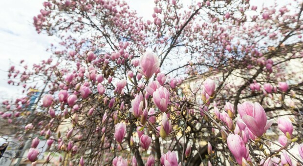 Marche, l’anticipo di primavera tra frutteti già in fiore e temperature anomale: oggi previsti tra i 3 e i 5 gradi in più