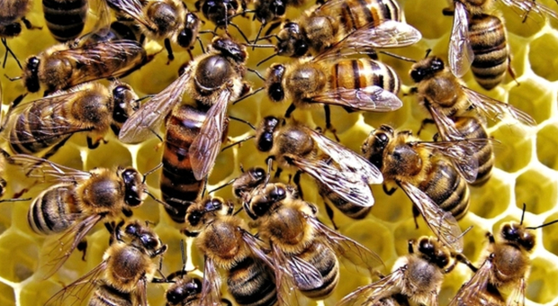 Giornata mondiale delle api: l'italia possiede 1.4 milioni di alveari. Perchè sono importanti?