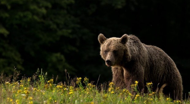 California: ragazza attaccata da un orso, riesce a salvarsi colpendo l'animale con un PC