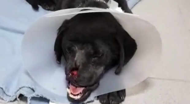 Il cane Peppino dopo l'operazione di ricostruzione del muso. foto di Apac Campobasso