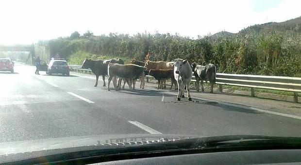 Bovini sull'autostrada, il Comune di Baronissi abbatte due animali