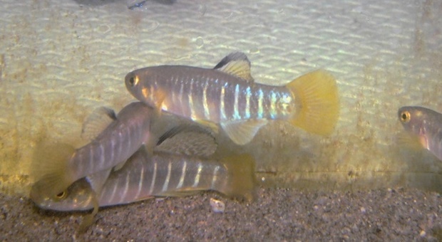«Misurare lo stress dei pesci per capire la qualità dell'acqua», lo studio della Ca' Foscari