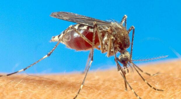 Malaria, l'Istituto Superiore di Sanità: «Nessun pericolo nel Salento nonostante la zanzara»