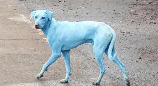 A Bombay i cani sono blu. E non si tratta di una nuova specie