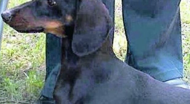 Polpette avvelenate nel parco: uccisi tre cani Cinofili in allarme