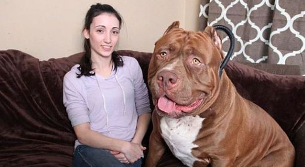 Usa, Hulk, il pitbull più grande al mondo: a 17 mesi pesa 80 chili