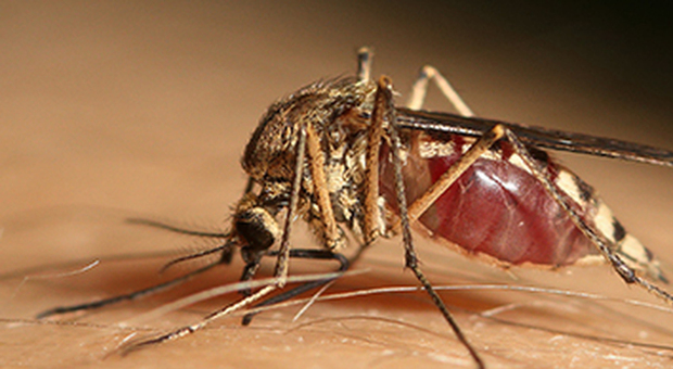 Febbre del Nilo, zanzare infette in Puglia: la Regione allerta le Asl. Cos'è il "West Nile virus"