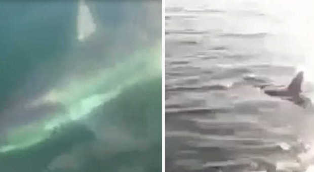 Sorpresa nel Golfo di Napoli all'amo spunta un grosso squalo
