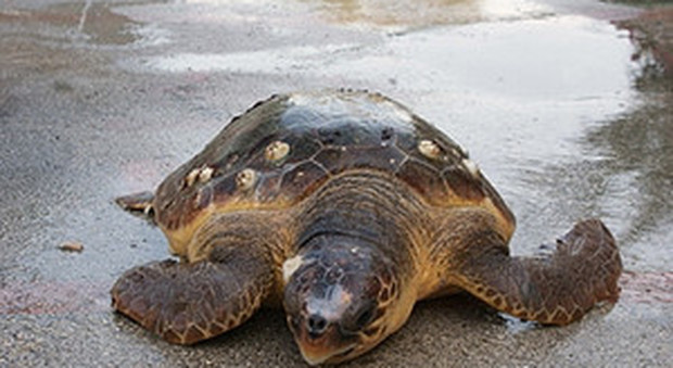 Spiaggiate 15 tartarughe in pochi giorni, l'allarme: «In mare altri esemplari in difficoltà, andiamo a salvarl»