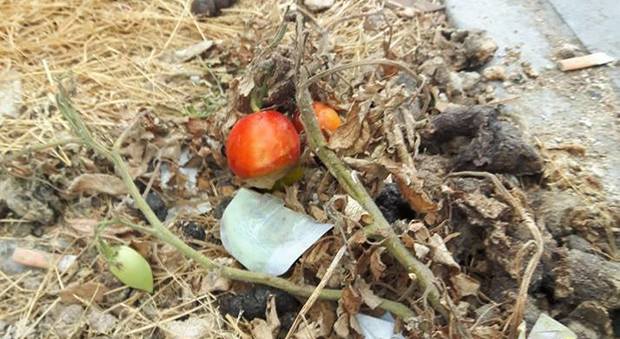 Fuorigrotta, la pianta di pomodori cresciuta tra le feci di cane (particolare)