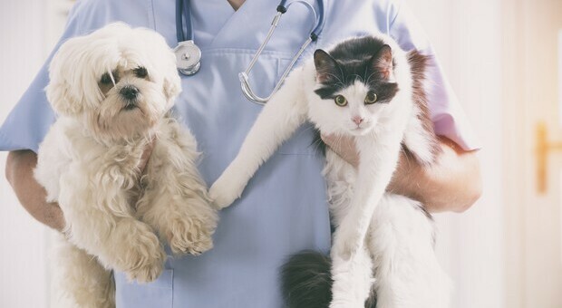 Italia, oltre 60 mln di animali d'affezione: veterinari sempre più richiesti