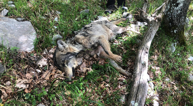 Settefrati, lupo trovato morto: s'indaga per avvelenamento