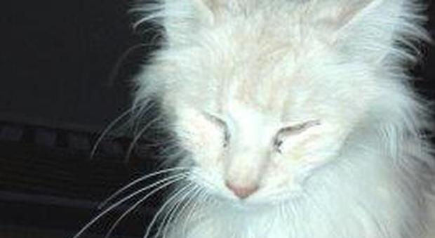 Trovato allevamento di gatti norvegesi, gli esemplari denutriti e malati: 51 animali sotto sequestro