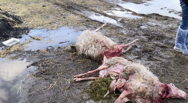 Pecore sgozzate e ferite: tra i pastori torna l'allarme per i lupi